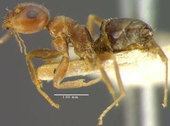 Media type: image;   Entomology 34764 Aspect: habitus lateral view